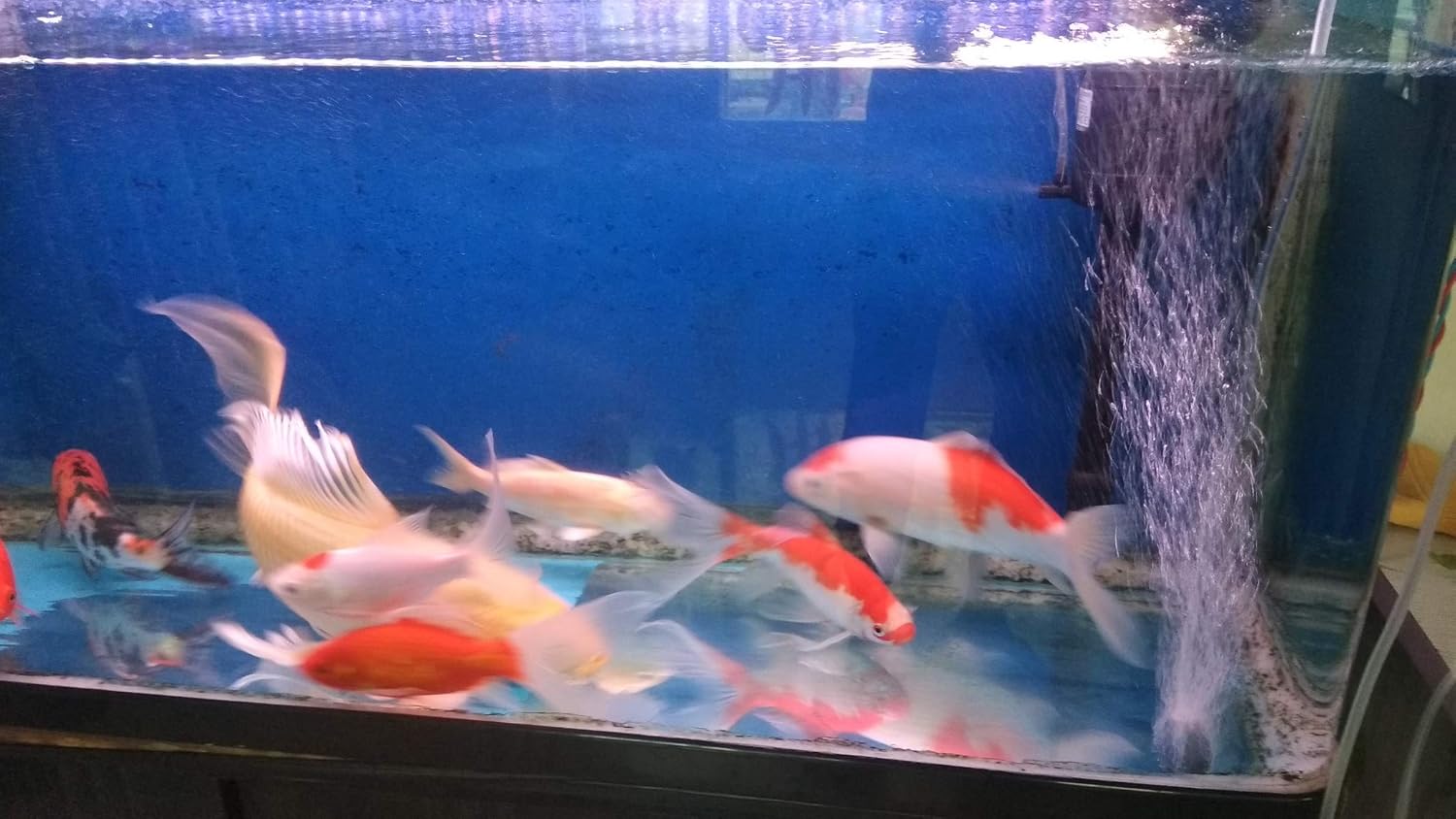 Amazon 酸素ポンプusb水槽エアーポンプ 空気ポンプ 低騒音小型エアーポンプ 効率的に水族館 水槽の酸素提供可能 水槽エアーポンプ 高 低 3つのスタイル 80cm Sehrgutjp エアポンプ 通販