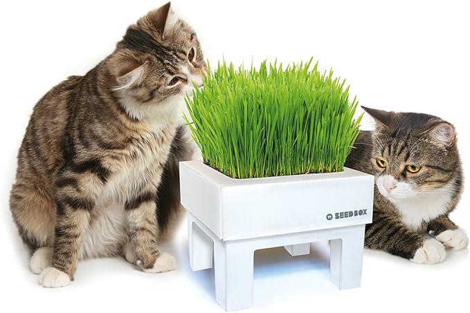 SeedBox SBMIHG Kit huerto Urbano de Hierba, Blanco, 20x25x25 cm ...