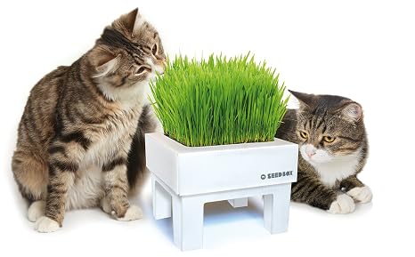 SeedBox SBKSS SBCUPE-Perejil: Amazon.es: Jardín