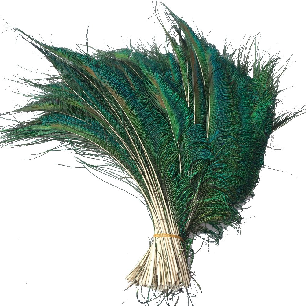 Sowder Natural Peacock Sword Feathers 10-15 inches for Wedding Home Decoration Pcak of 30