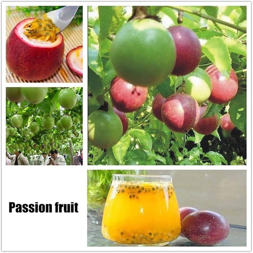 Lioder Perennial Fruit Seeds 17 Varieties Indoor/Outdoor Fruit Bonsai Organic for Home Garden Planting