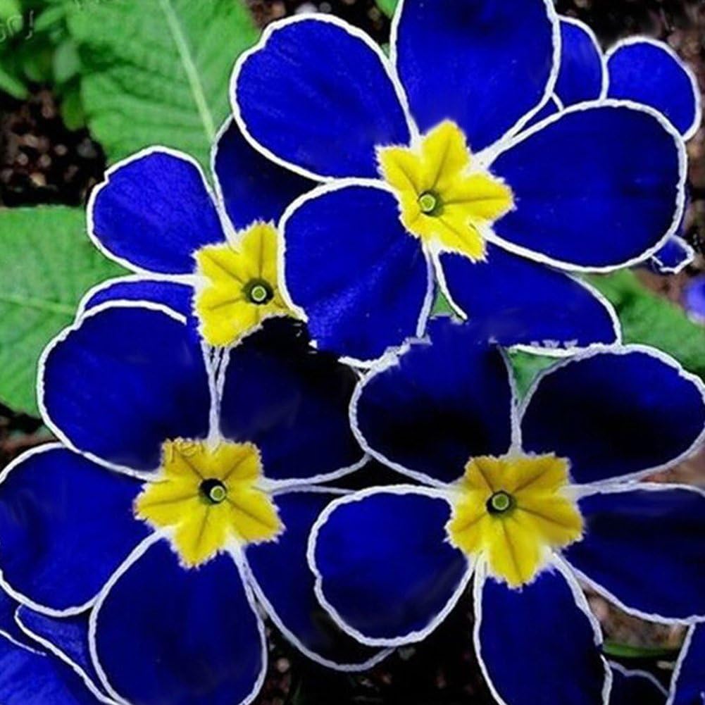 XdiseD9Xsmao 100Pcs Rare Blue Evening Primrose Seeds Flower Seeds Plant Bonsai Seeds Easy to Grow Garden Decor Plant Flower