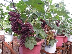 Azalea Gardens Rare Exotic Tropical Fruit Grape Vitis Vinifera  Dwarf Grape Plant