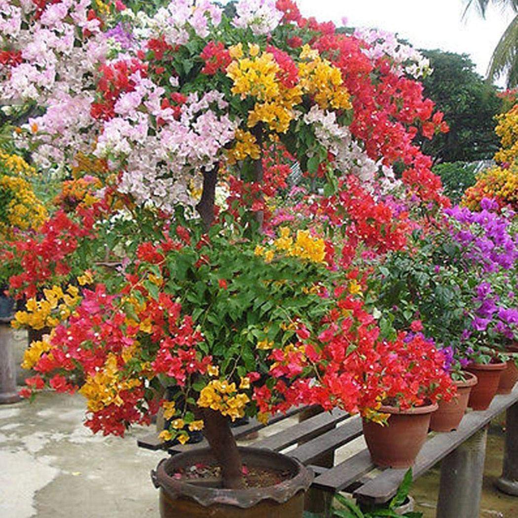 Ankidz Bougainvillea Flower Seeds Bonsai Tree Seeds Home Garden Planting Flowers
