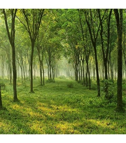 20x15ft Jungle Forest Trees Backdrops For Photography Summer - View #11