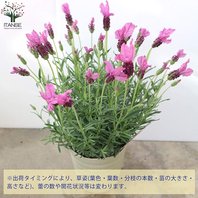 Amazon フレンチラベンダー ザ プリンセス5号鉢 品種で選べるハーブ苗 1個売り 学名 Lavandula Pedunculata The Princess Lavender シソ科ラヴァンデュラ属 耐寒性多年草 原産地 地中海沿岸 鮮やかなピンク色のラベンダーが生れました 永遠のフレグランス Amazon フレンチラベンダー ザ プリンセス5号鉢 品種で選べるハーブ苗 1個売り 学名 Lavandula Pedunculata The Princess Lavender シソ科ラヴァンデュラ属 耐寒性多年草 原産地 地中海沿岸 鮮やかなピンク色のラベンダーが生れました 永遠のフレグランス