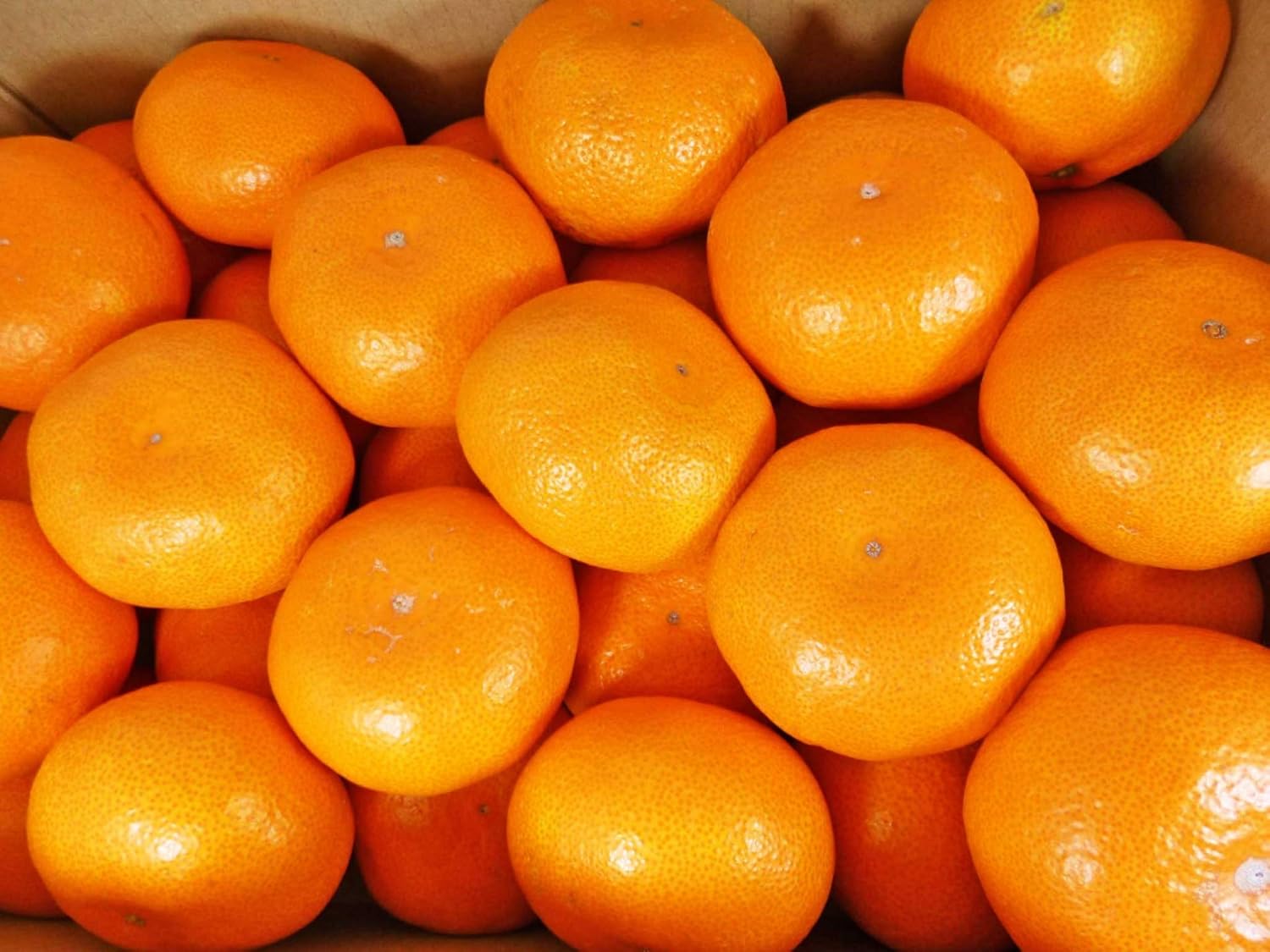 Amazon みかん 和歌山県産 赤秀 有田ミカン 産地直送 選別済 10kg お歳暮 のし対応可能 株式会社sakuraグループ みかん 柑橘類 通販 Amazon みかん 和歌山県産 赤秀 有田ミカン 産地直送 選別済 10kg お歳暮 のし対応可能 株式会社sakuraグループ みかん 柑橘類 通販
