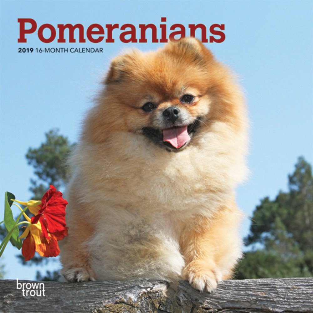 small dog breed pomeranian