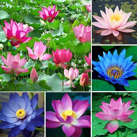 Trenton 10Pcs Water Lotus Flower Plant Bowl Pond Bonsai Suitable Seeds For Home Garden Yard Decor (Mixed Color)