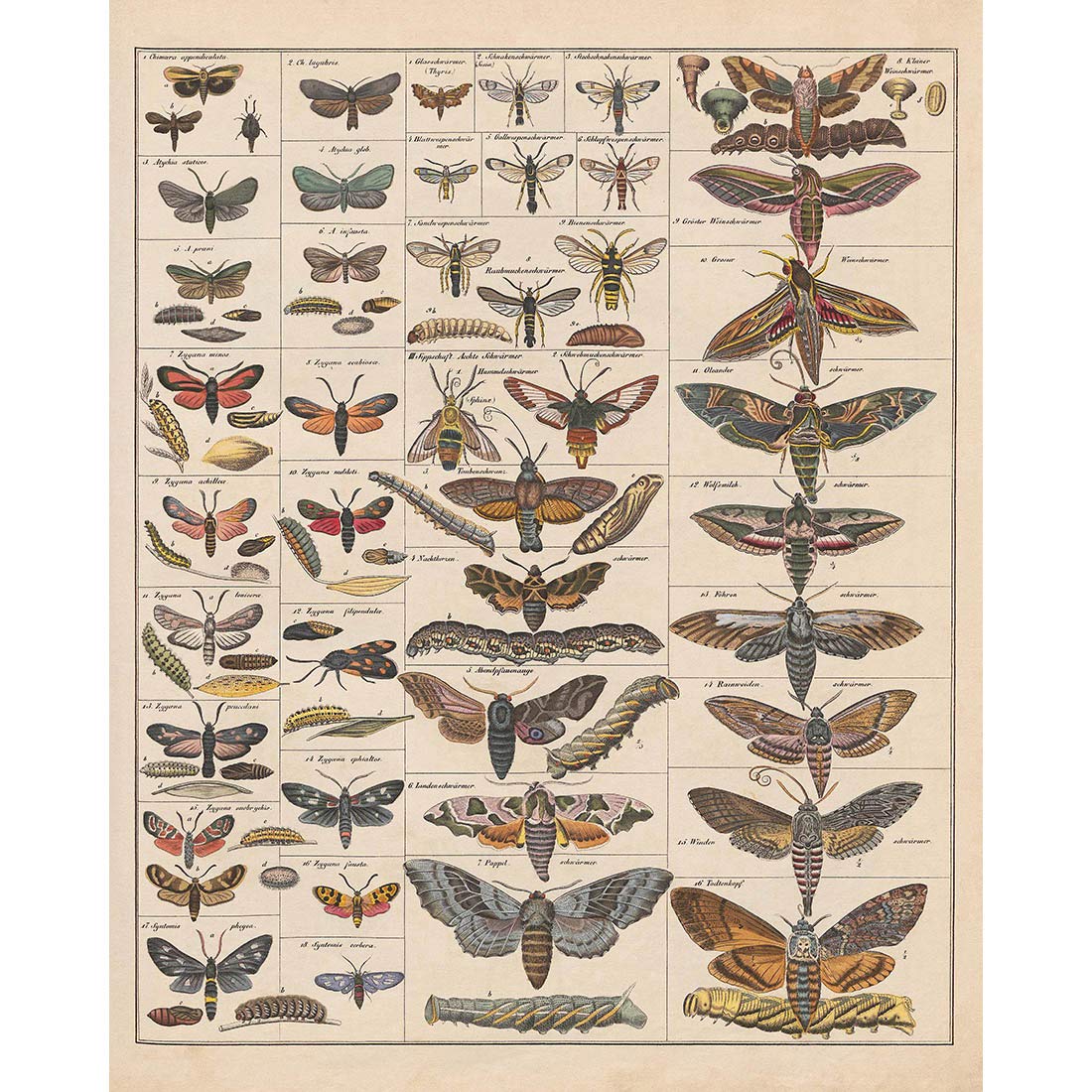 Meishe Art Poster Print Vintage Moth Insects Breeds Identification Reference Chart Species Collection Entomology Diagram Classroom Club Wall Decor — image 1
