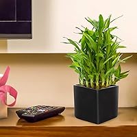 Nurturing Green Lucky Bamboo Two Layer