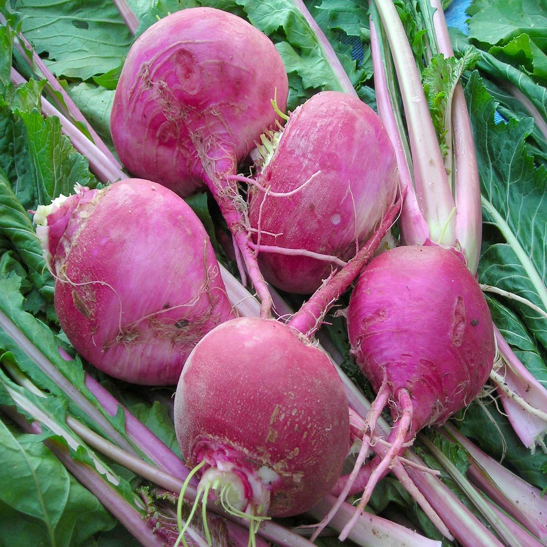 Syed Garden Turnip Seed Color Purple Pack Of 50 Seed Amazon In