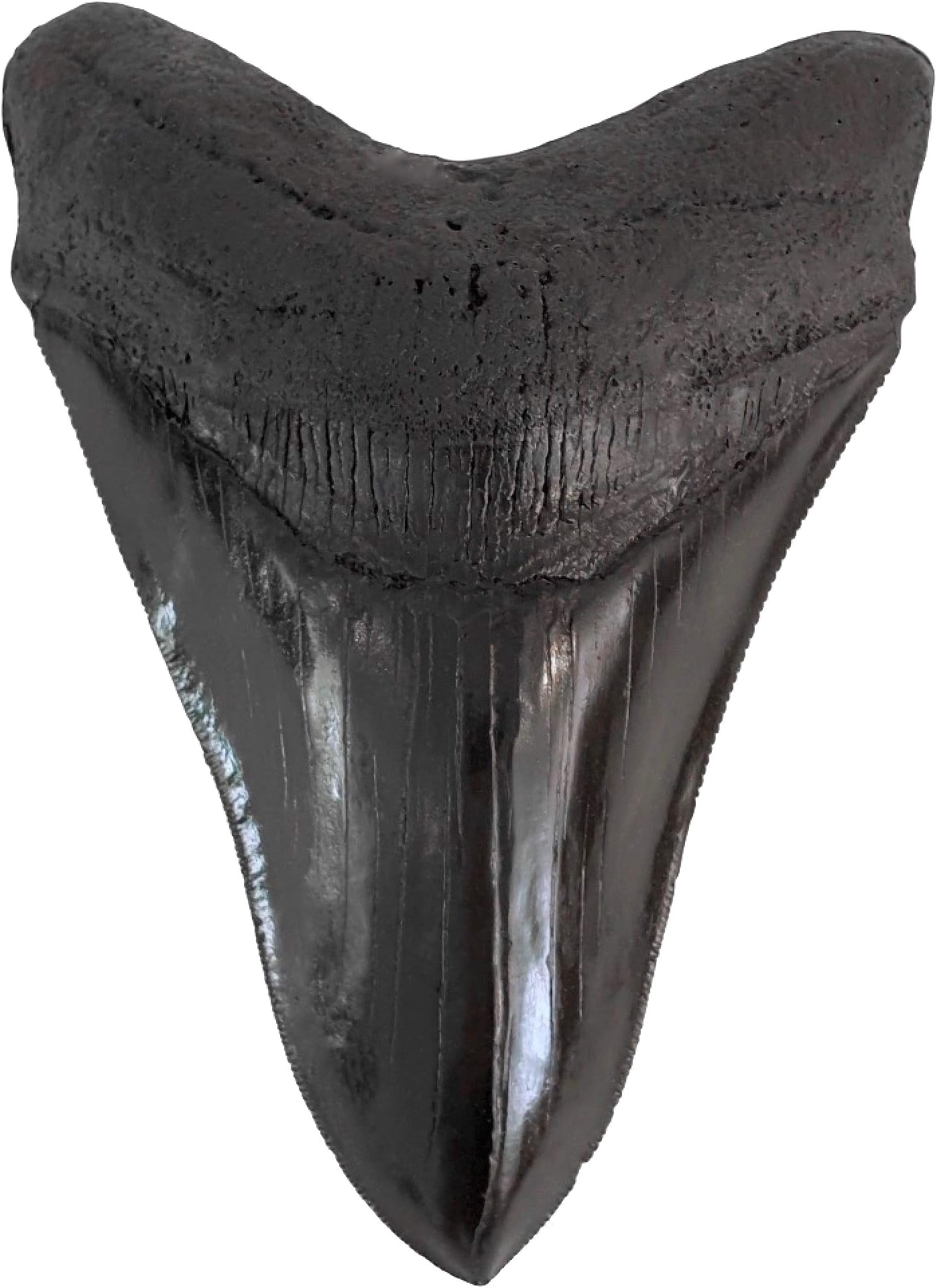 TRIASSICA Mighty 5" Megalodon Shark Tooth Fossil Replica