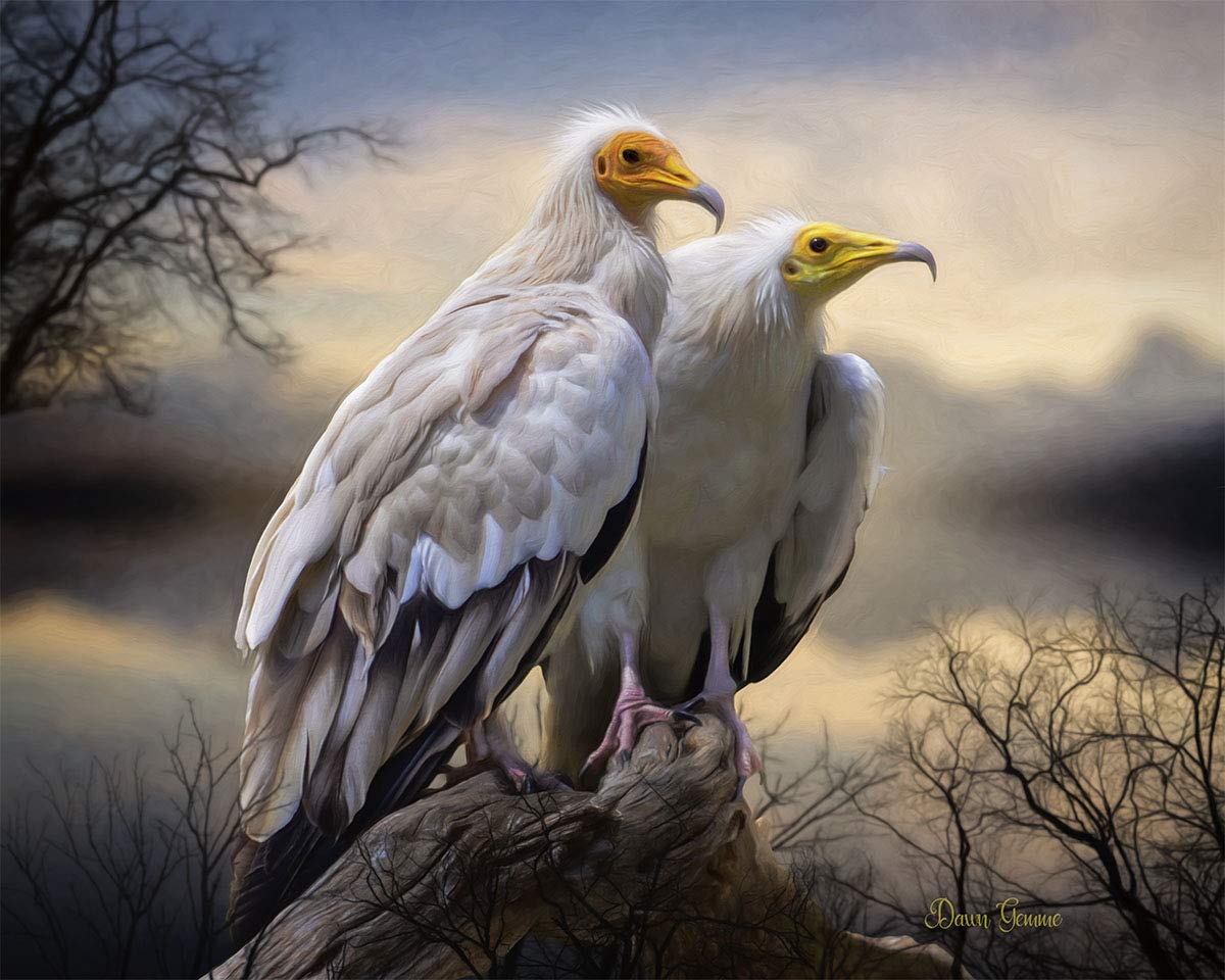 Egyptian Vultures Wildlife Digital Oil Painting On Stretch