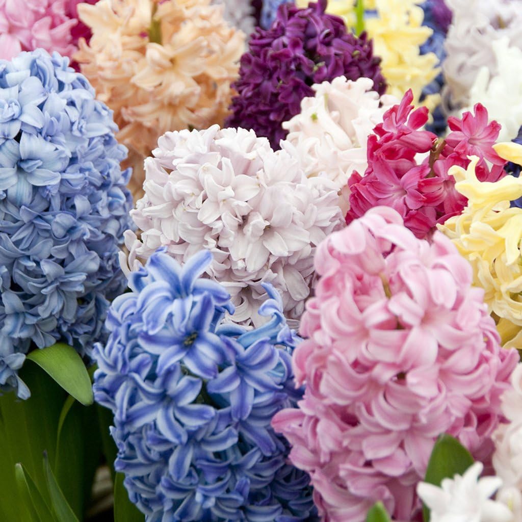 Amazon.com : Van Zyverden Hyacinths Easter Basket Blend Set of 12 Bulbs