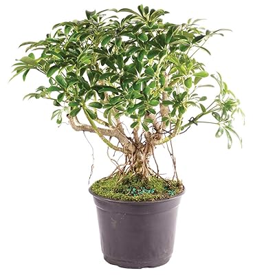 money tree braid Money Tree 'Guiana Chestnut' Pachira Braid - 6