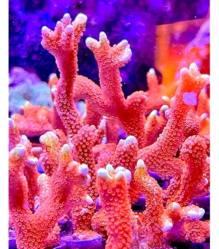 coral reef  Vibrant Seriatopora Coral: Birdsnest Beauty | Zeo Box Reef