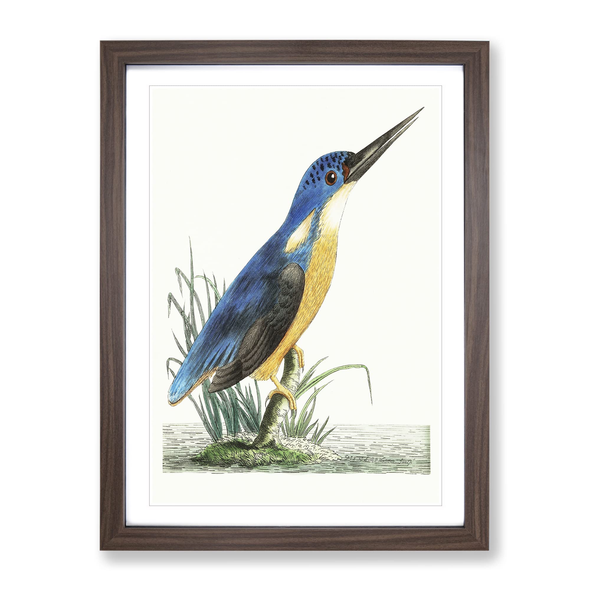 Tridigitated Kingfisher By George Shaw Vintage Framed Wall Art Print, Ready to Hang Picture for Living Room Bedroom Home Office Décor, Walnut A4 (34 x 25 cm)