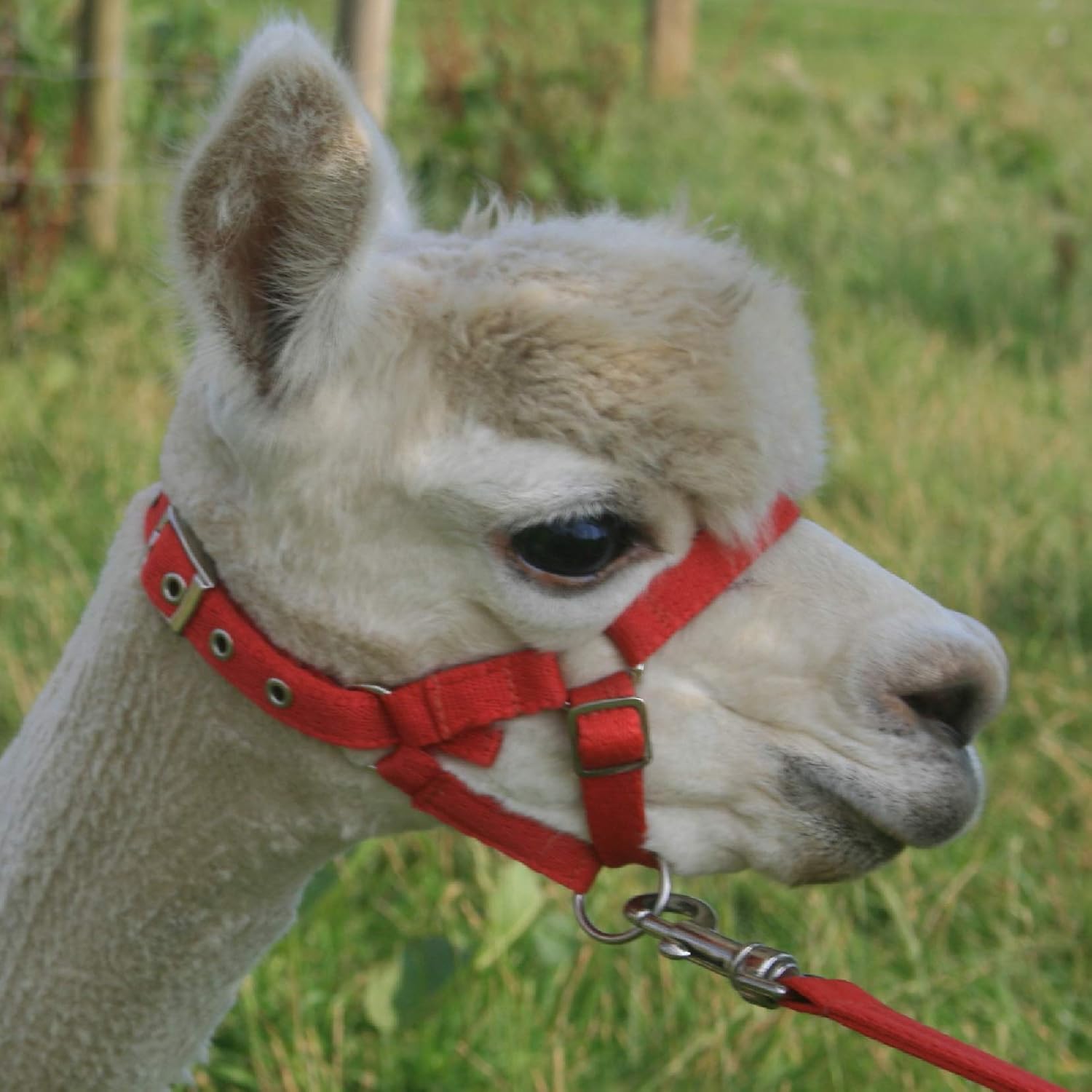 Alpaca headcollar Clearance
