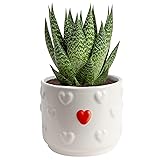 Costa Farms Haworthia Succulent, Easy to Grow Live