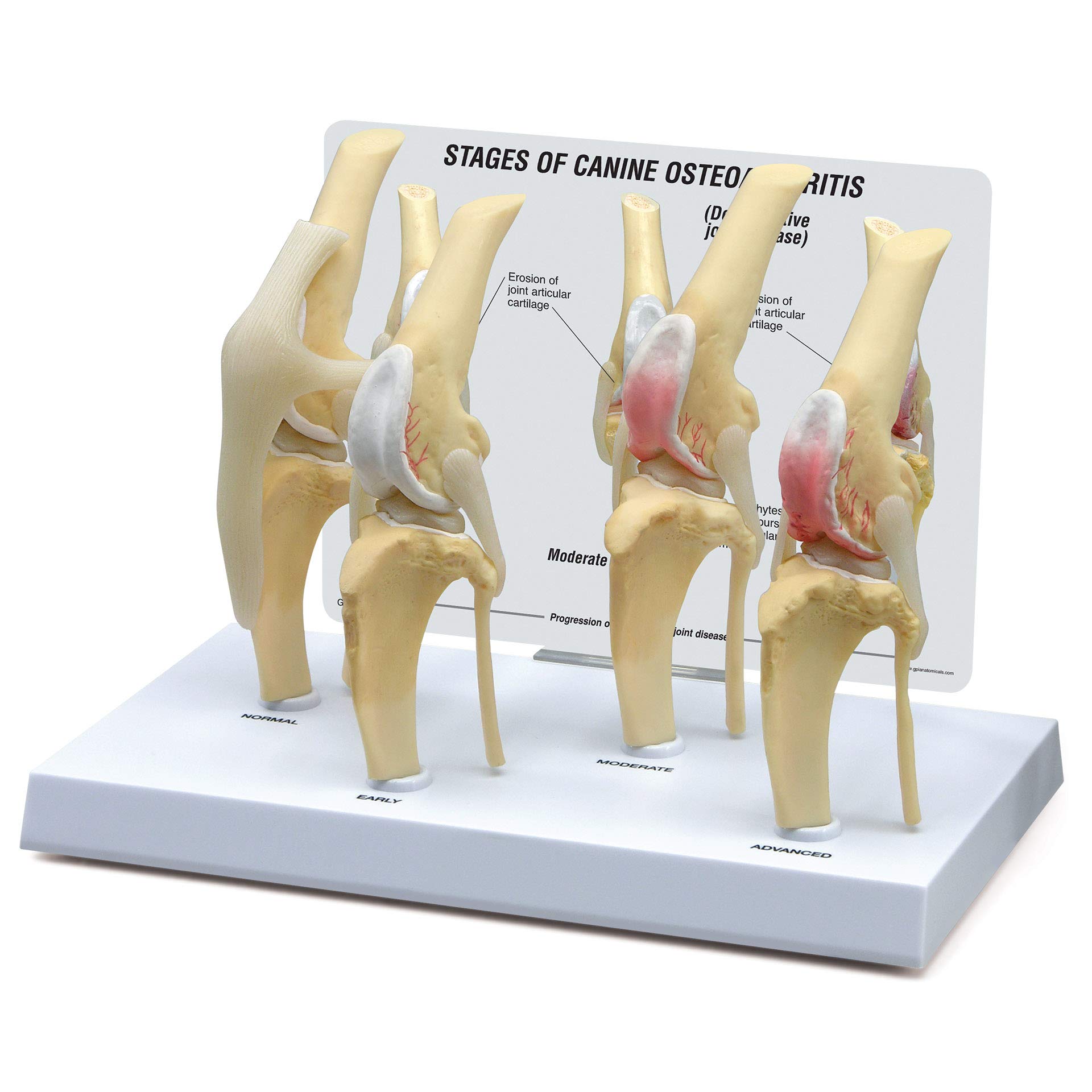 Buy Canine Osteo 4stage Knee Set of 4 Online at desertcartAustralia