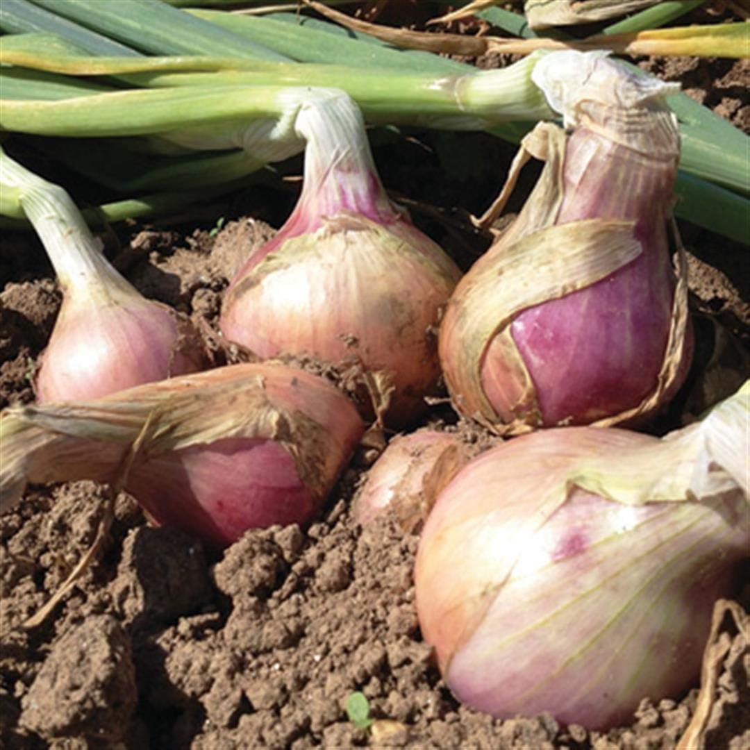 Heirloom French Pink Onion Seeds Keravel Rose de Roscoff