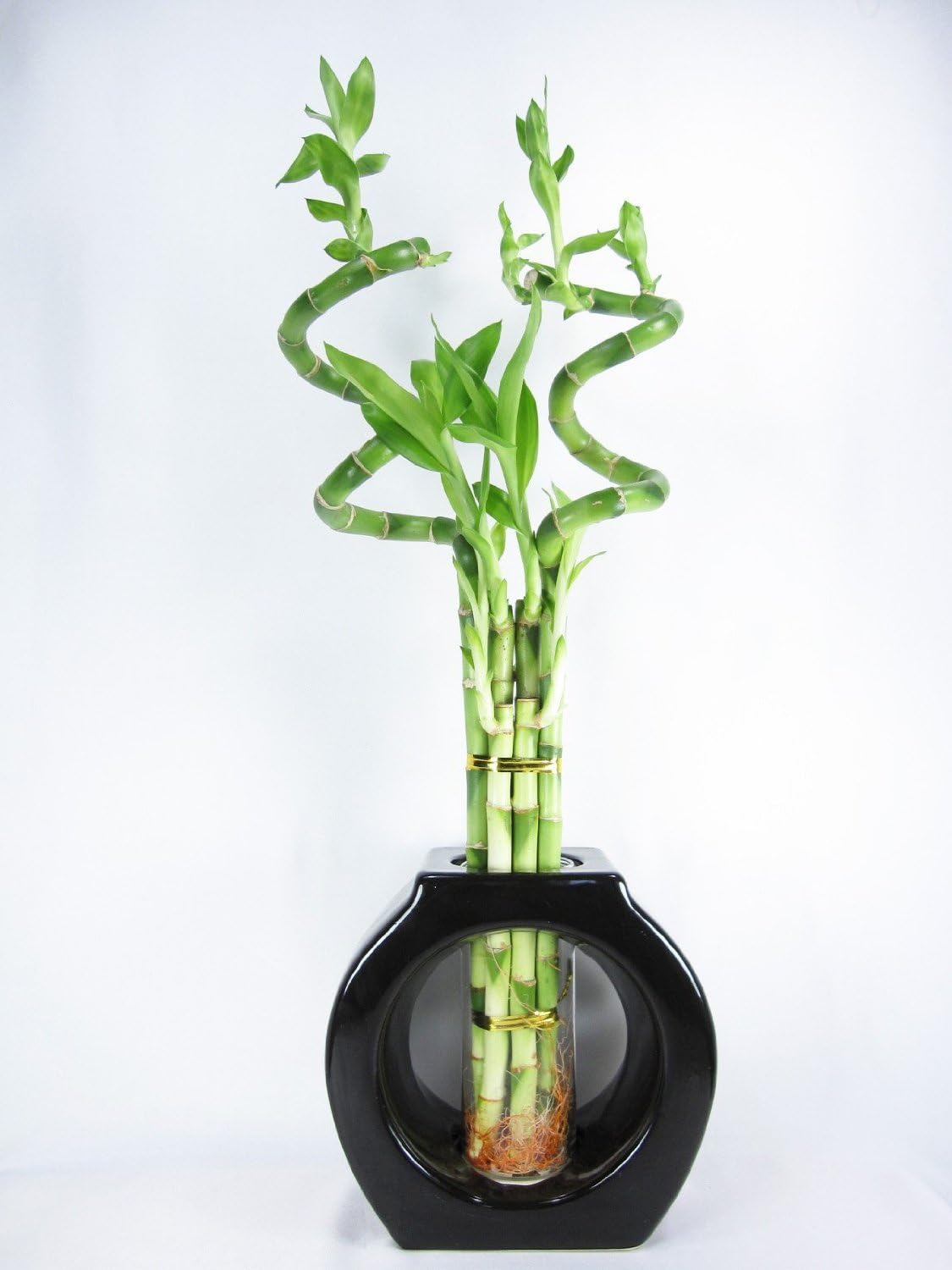 Amazon Com Live Spiral 6 Style Huge 24 Lucky Bamboo Plant Arrangement With 8 Tall Black Vase From Jmbamboo Home Kitchen