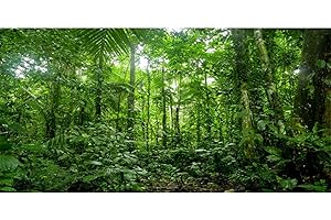 AWERT 24x16 inches Terrarium Background Tropical Aquarium Background Green Huge Tree Rainforest Reptile Habitat Background