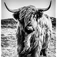 DIY 5D Diamond Painting Kit - Highland Cow With Sunflowers, 14x14 Inch Full Round Drill Art For Adults Beginners