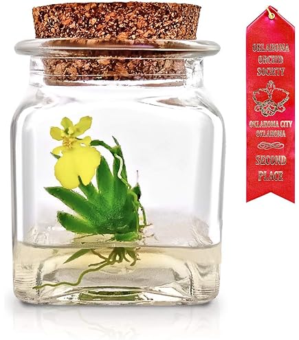 NEPETHICA ネペンテス SEALED BOTTLE PLANTS NEPENTHES「N/G」SEALED BOTTLE PLANTS | RINTARO ISHIGE OFFICIAL WEBSITE