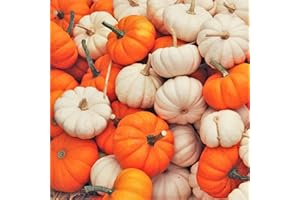 TomorrowSeeds - Mini Mix Pumpkins Seeds - 30+ Count - for 2025 Planting White Orange Mix Baby Boo, Jack- Be-Little, Wee-B-Little Untreated Squash Vegetable Grow Your Own Home Farm Patio Healthy