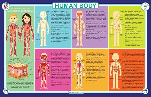 Tot Talk Human Body Educational Placemat for Kids – Made in USA ...
