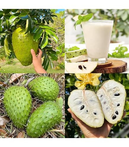 Amazon.com : 10+ Soursop Fruit Seed for Planting-Non-GMO Heirloom Plant  Seeds Garden Outdoor : Patio, Lawn & Garden