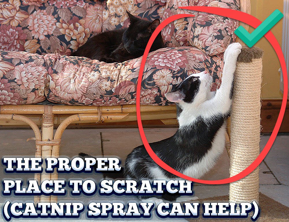 Pet MasterMind Claw Withdraw Stop Cat Scratching Training Spray