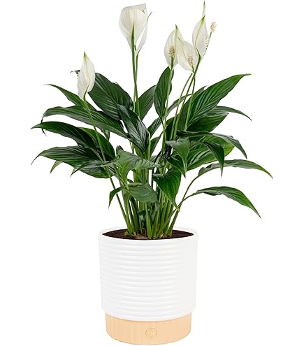 Amazon.com : Nature's Way Farms Spathiphyllum Sweet Pablo Live Plant (25-30  inches Tall) in Growers Pot : Patio, Lawn & Garden