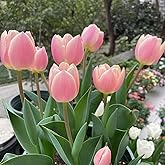 Tulip Bulbs for Planting, Bulb Size 12/14cm, Easy to Grow, Tulip Bulbs for Spring and Autumn Planting, Perennial Flower Tulip