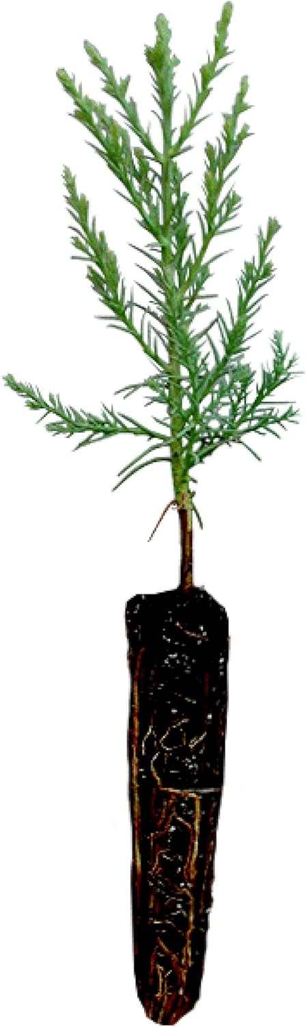 Giant Sequoia | Live Tree Seedling (Small) | The Jonsteen Company