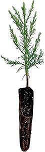 Giant Sequoia | Live Tree Seedling (Small) | The Jonsteen Company