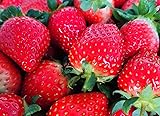 Red Strawberry Seed 300+ Seeds for Planting