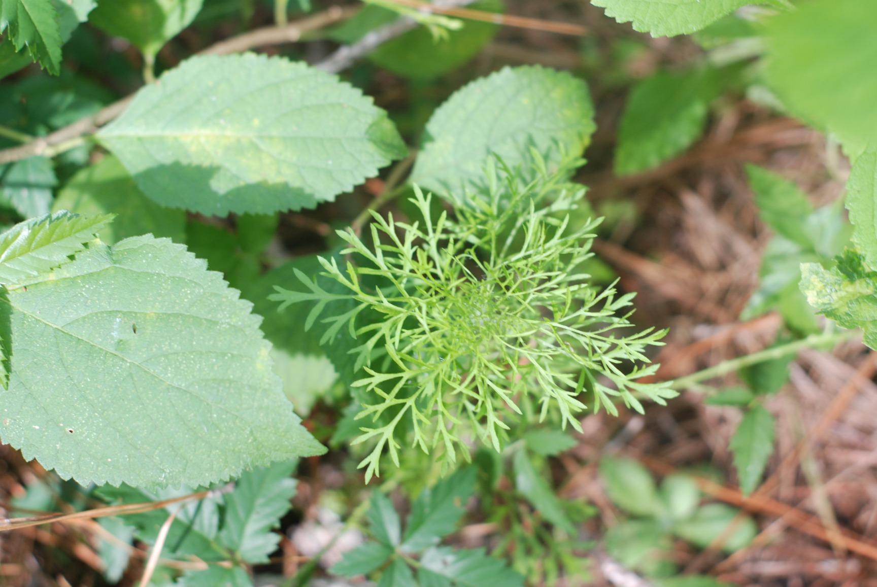 You can't beat the YONGNUO YN50mm F1.8N for the price.