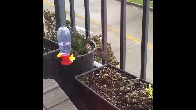 Amazon Com Customer Reviews Garden Treasures Planter Hummingbird
