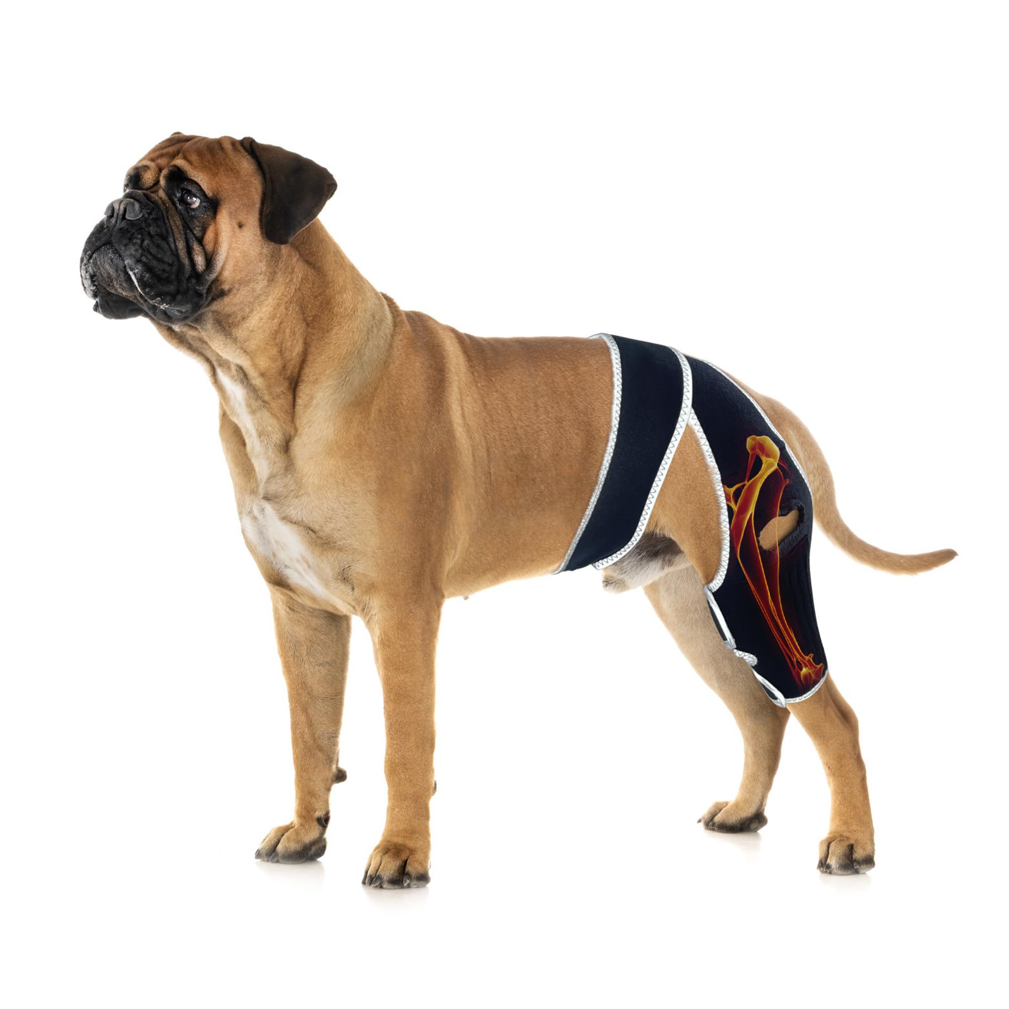 Photo 1 of Dog Leg Brace for Back Leg ACL Tear, Dog Knee Brace for All Legs with Reflective Material, Dog Arthritis Brace to Relieve Arthritis Pain, Prevent Further Injury and Promote Postoperative Recovery M