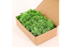 Dallisten Moss Preserved, Craft Reindeer Green Decorative Moss for Enchanted Forest Decorations, Fairy Garden, Party, Art Wall, Indoor Potted Plants,Table, Terrariums, Bonsai Decor (1Green,3.6OZ)