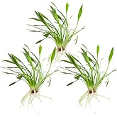 CANTON AQUATICS Cryptocoryne Parva - Freshwater - Medium Light