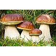 KIRA SEEDS - Porcini Mushrooms Spores - Heirloom - GMO Free