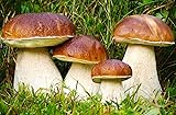 SeedsUP - 100+ Porcini Mushrooms Boletus Mycelium