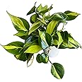 Hopewind Plnats Shop - Philodendron hederaceum Brasil, Rare Variety, Live Indoor Plant, 4 inch Pot