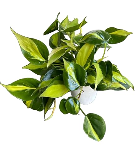 Amazon.com : Hopewind Plants Shop Alocasia Polly African Mask