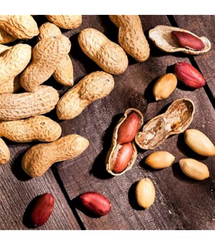Amazon.com: 100 Pcs peanut seeds for planting. Raw peanuts seed for planting.  Organic Virginia peanuts seeds for home garden. High tolerance Virginia  nuts. Non-GMO peanut seed : Patio, Lawn & Garden