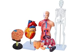 Wadoy Human Anatomy Models Bundle Set, Brain, Human Torso Body, Heart, Skeleton model, Anatomy Models for Physiology Students, Medical Teaching Models for Classroom